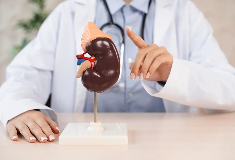 腎臓模型の写真